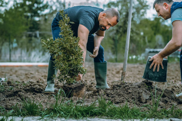 Professional Tree Service in Springmont, PA